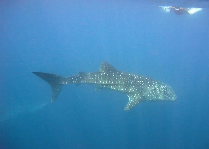 Divepoint 3* Alcoy